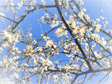 hanami