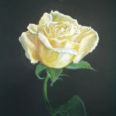 E. Rydzykowska - Róża