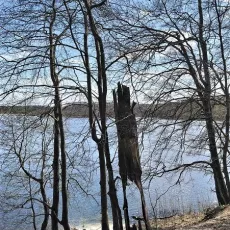 Bez wątpienia „prasłowiańskie” drzewo na jeziorem w Otominie
